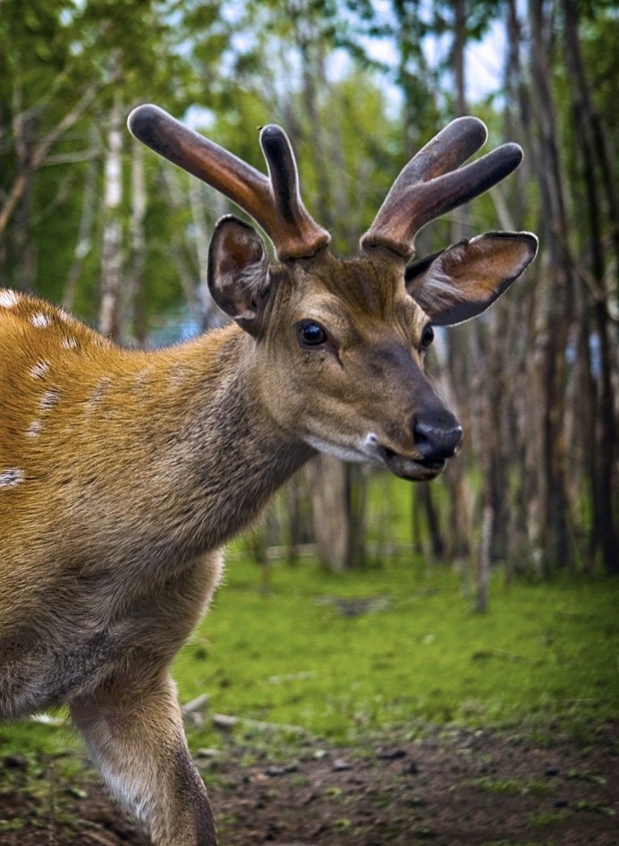 Тугайский олень