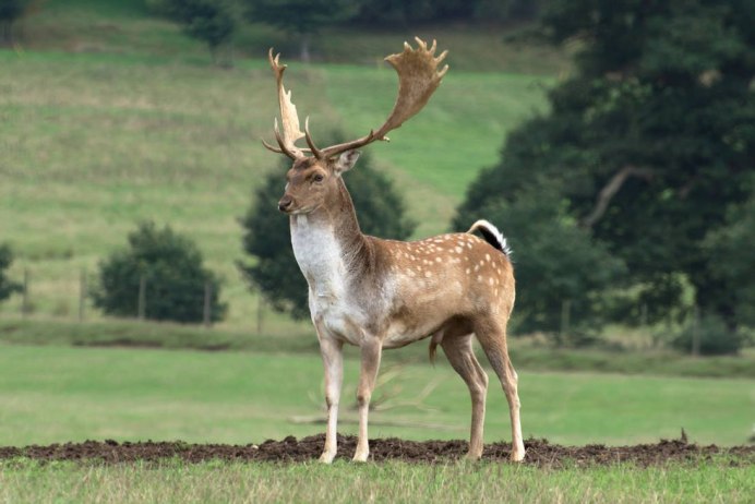 Благородный олень (Cervus elaphus)