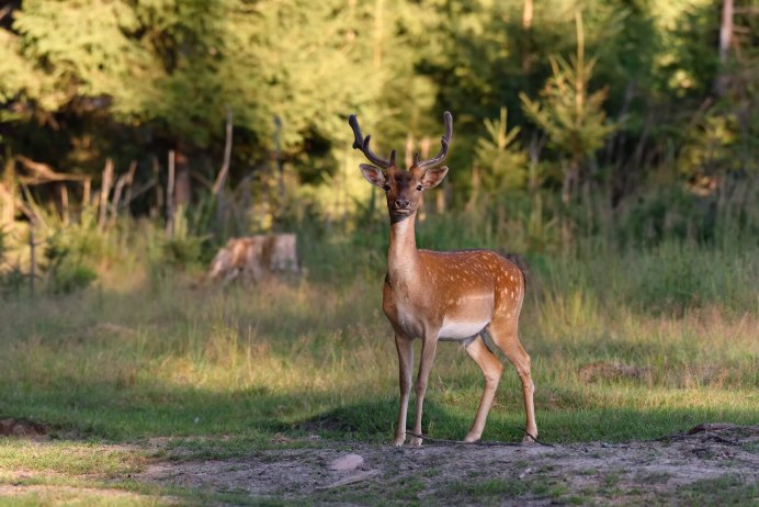 Благородный олень изюбрь