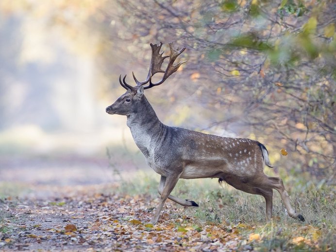 Европейская Лань самец