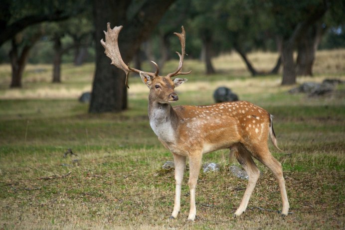 Европейская Лань