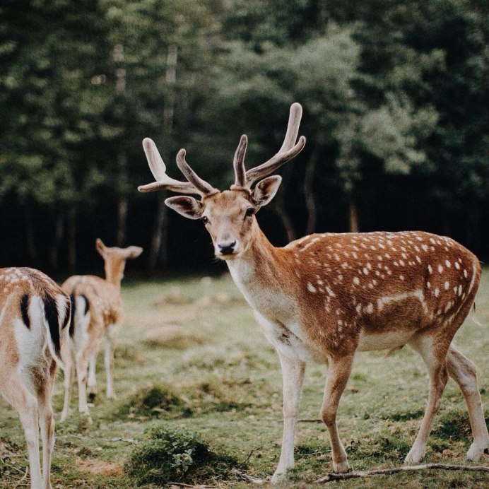Изюбрь Дальневосточный