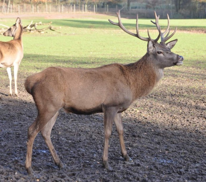 Благородный олень Марал