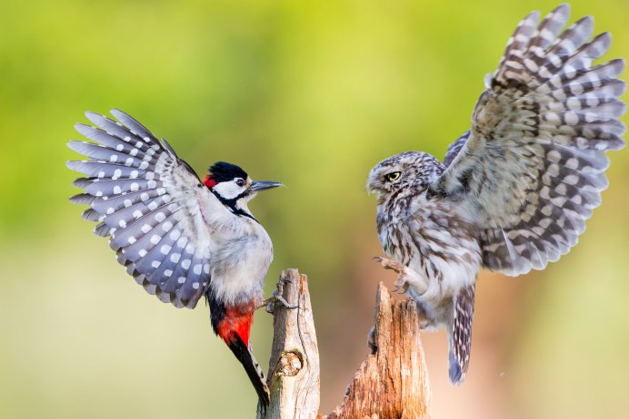 Обыкновенная Горлица (Streptopelia Turtur)