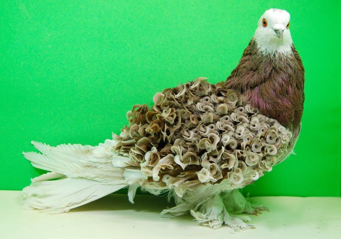 Frillback Pigeon