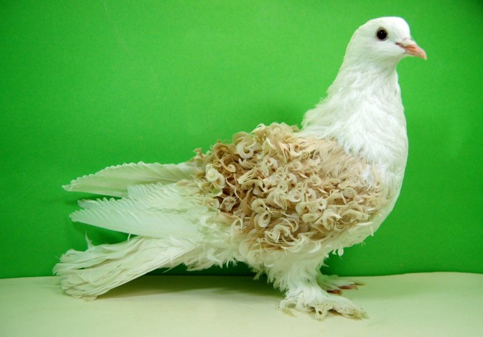 Frillback Pigeon порода голубей