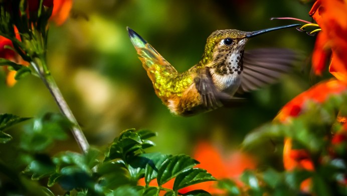 Птица в полете