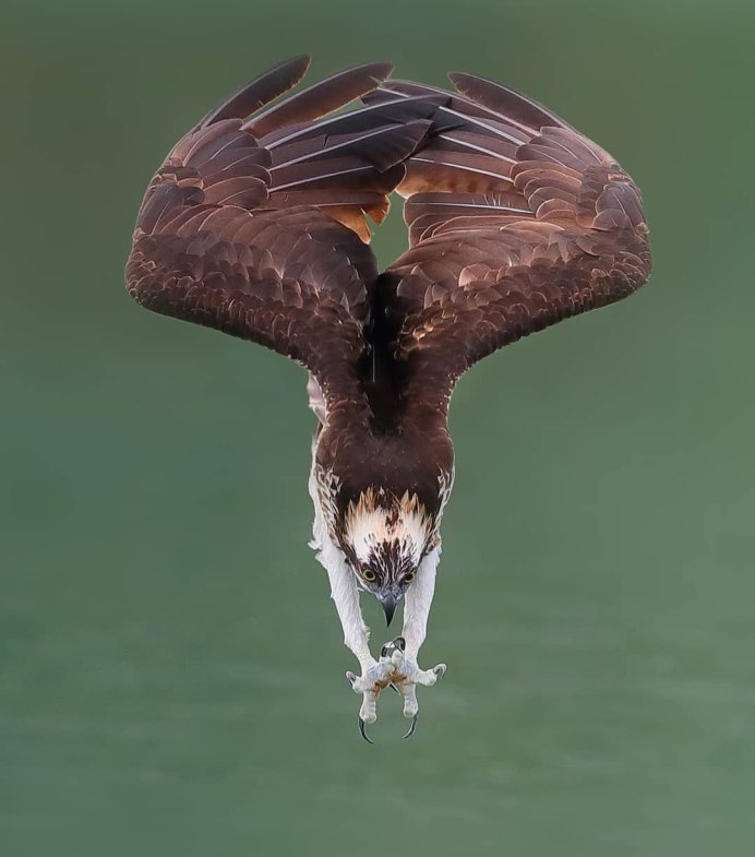 Птица в полете