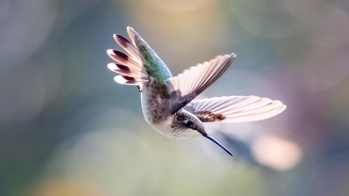 Чибис птица в полете