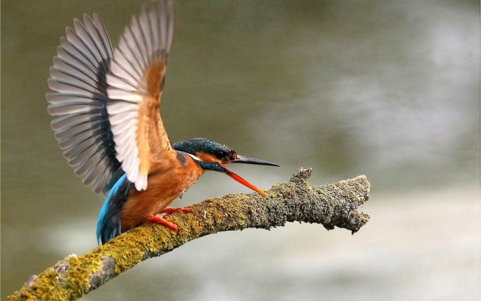 Kingfisher Swift
