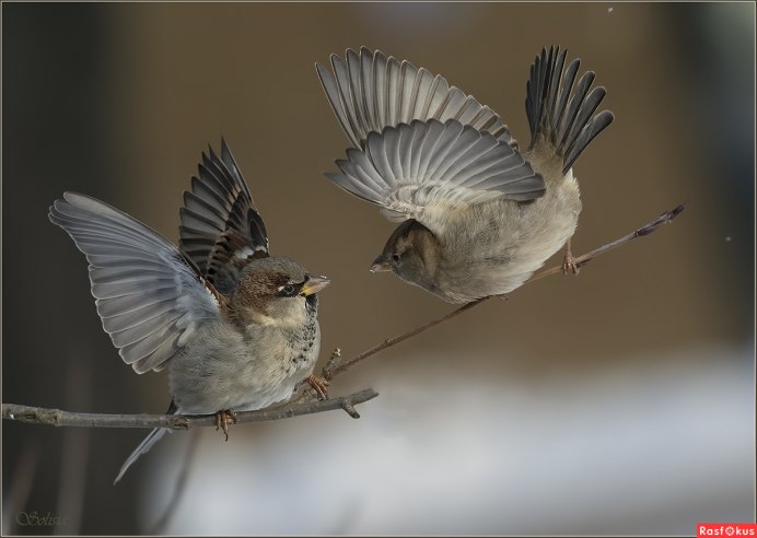 Птицы Переславля Залесского