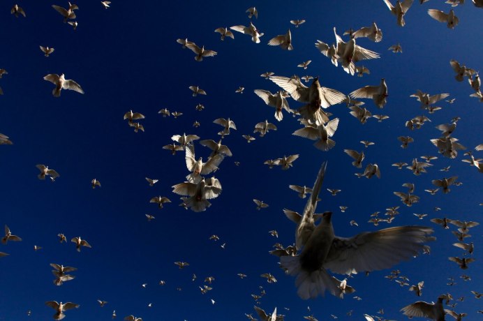 Порхающая птица