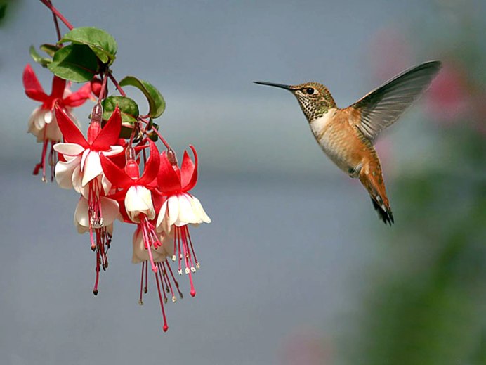 Зеленушка птица полёт