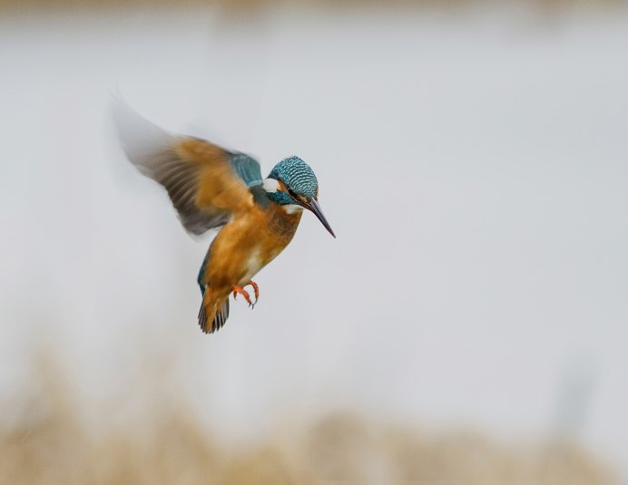 Анна Зимородок