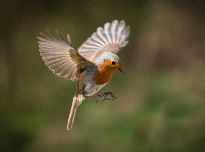Птица в полете