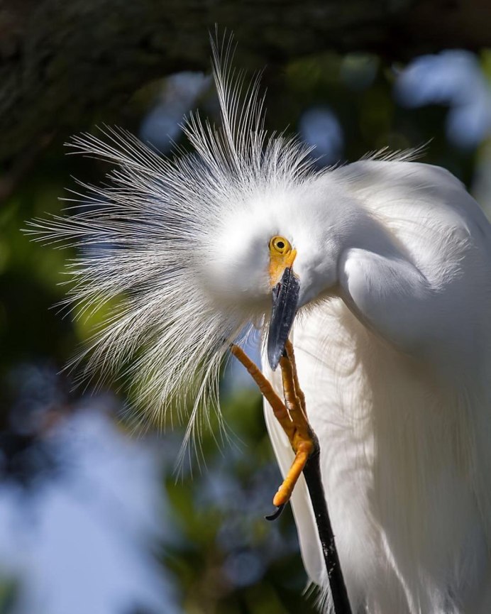 Павлин Райская птица