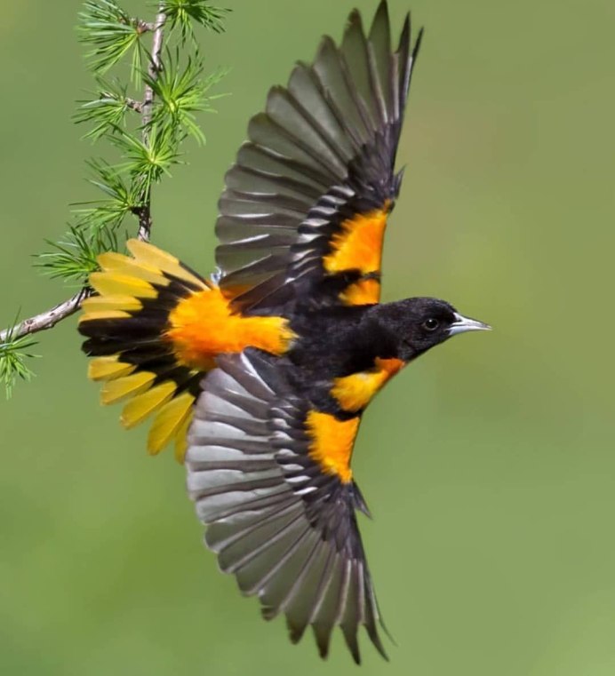 Пернатые Крылья