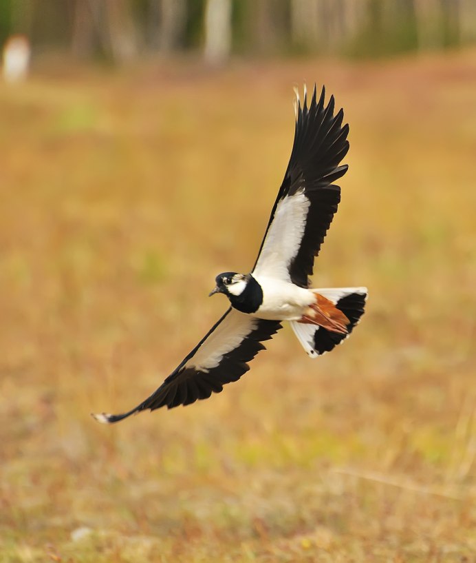 Красивый полет птиц