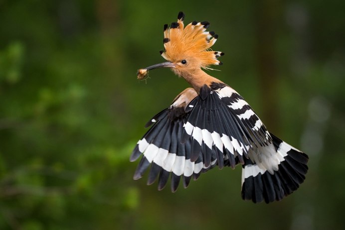 Золотой фазан