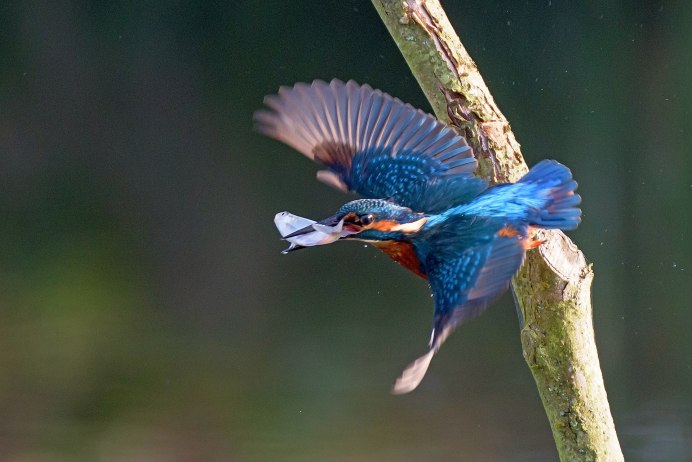 Зимородок синий