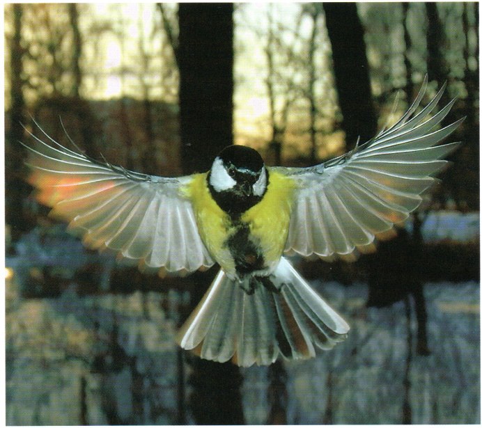 Колибри красного цвета