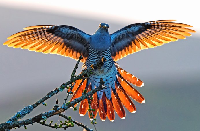 Колибри Сафо