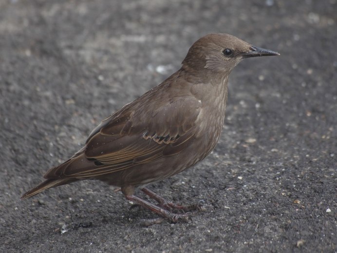 Amblyospiza albifrons)
