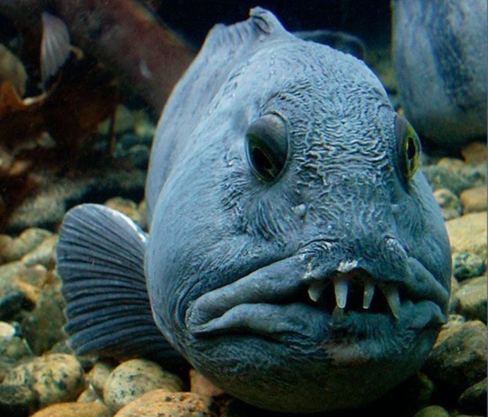 Угревидная зубатка рыба