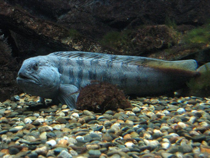 Угревидная зубатка