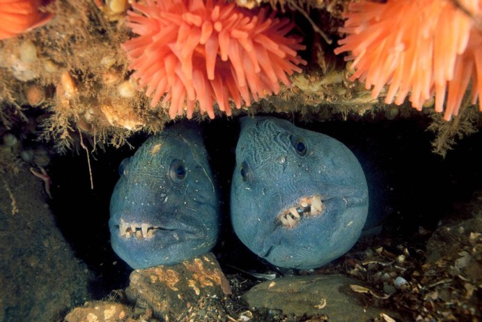 Зубатка тигровая