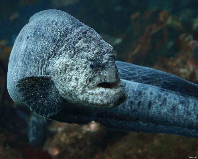 Зубатка голубая