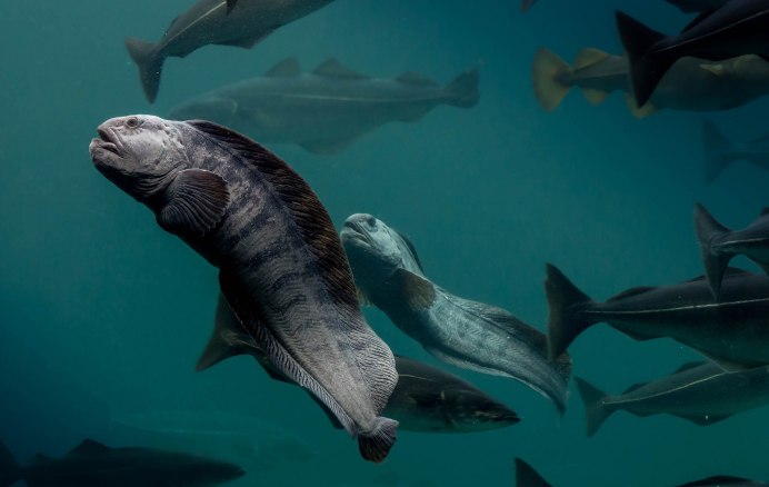 Зубатка синяя