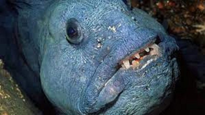 Рыба зубатка синяя