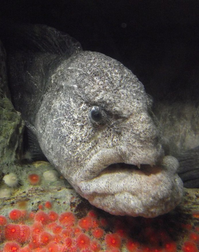 Морской волк зубатка