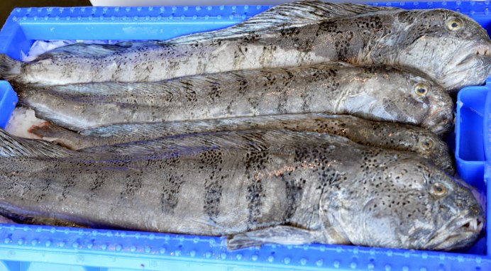 Рыба зубатка пестрая