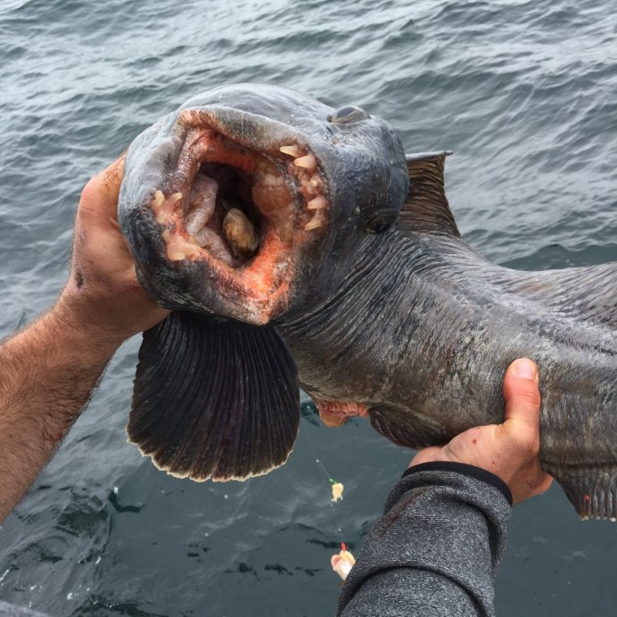 Зубатка ВЕБСПУН