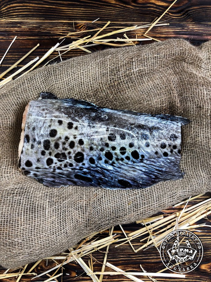 Дальневосточная зубатка (Anarhichas orientalis),