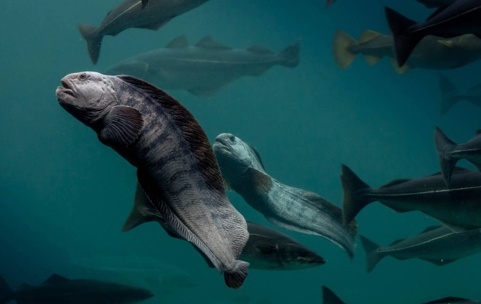 Угревидная зубатка рыба