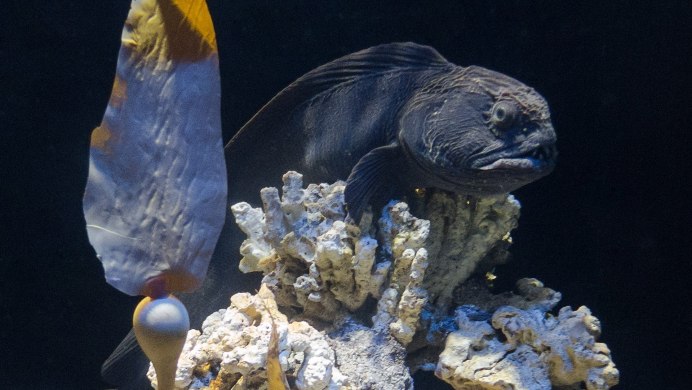 Зубатка рыба стейк