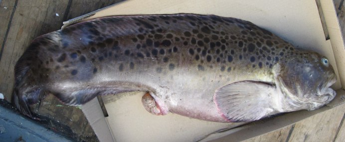 Зубатка синяя