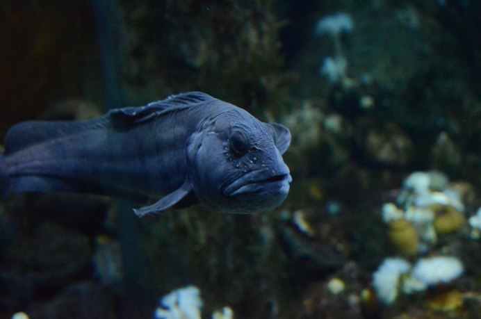 Зубатка атлантическая