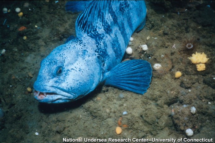 Морская рыба зубатка