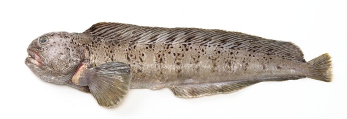 Рыба зубатка пестрая