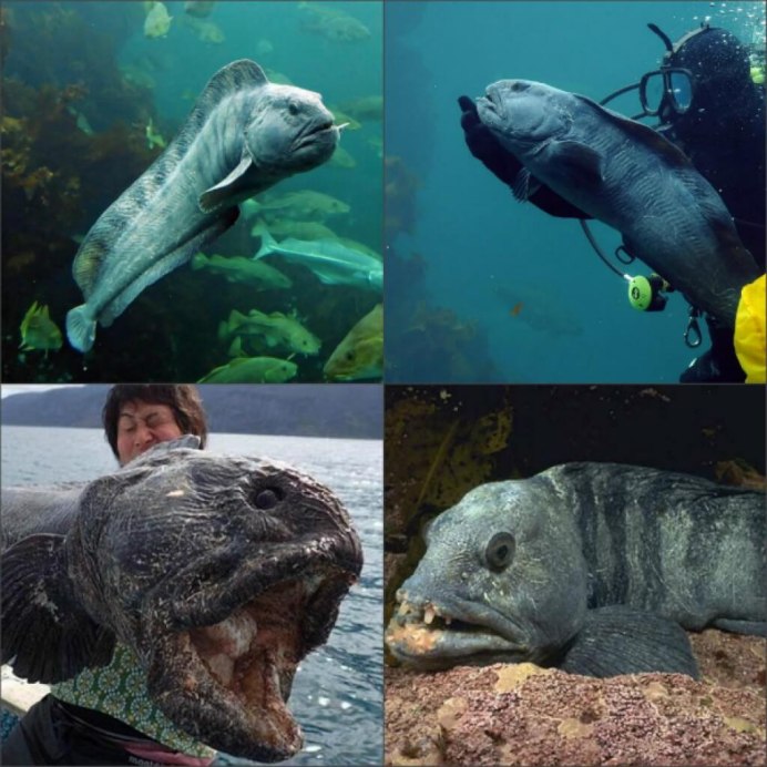 Зубатка Баренцево море