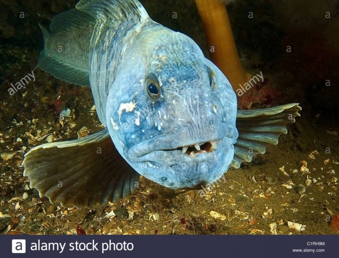 Рыба зубатка