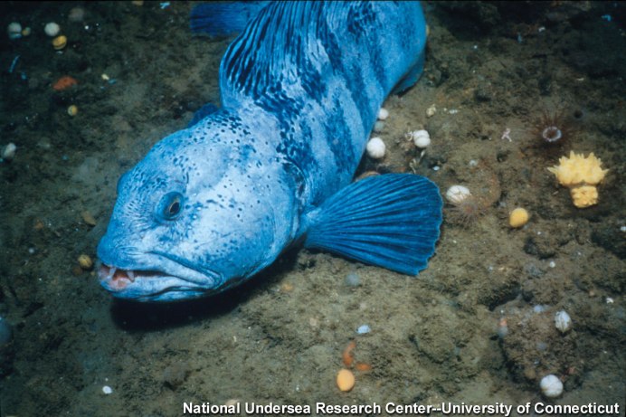 Дальневосточная зубатка (Anarhichas orientalis),