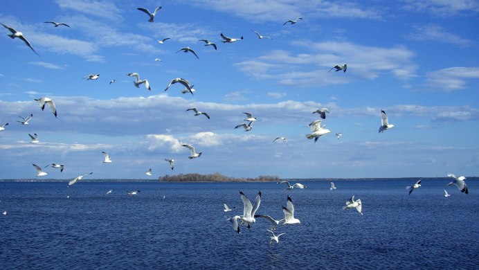 Пляж "Чайка" Chaika Beach