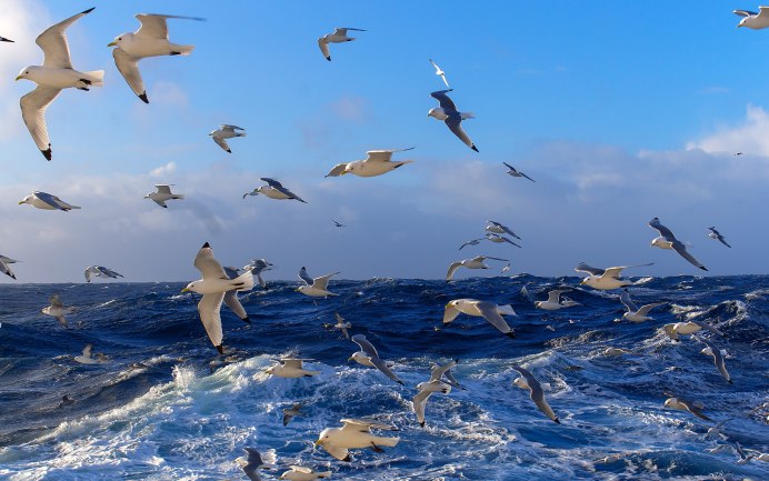 Одинокие люди живут у моря