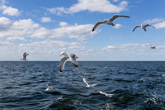 Море Чайки дельфины