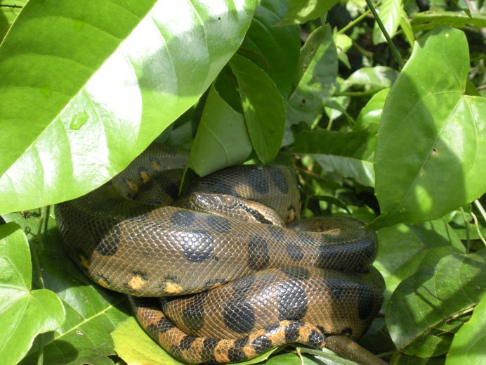 Зеленая Анаконда (eunectes murinus)